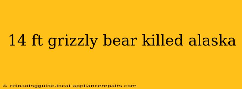 14 ft grizzly bear killed alaska