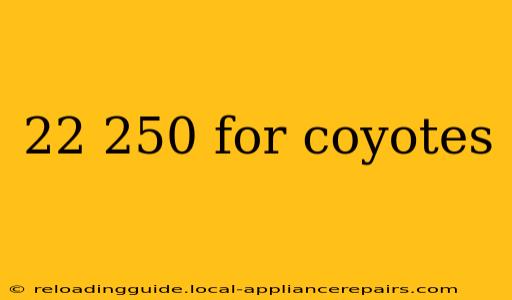 22 250 for coyotes