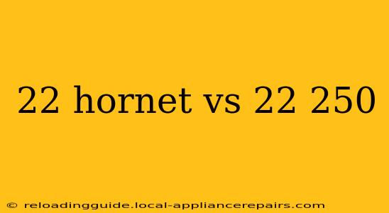 22 hornet vs 22 250