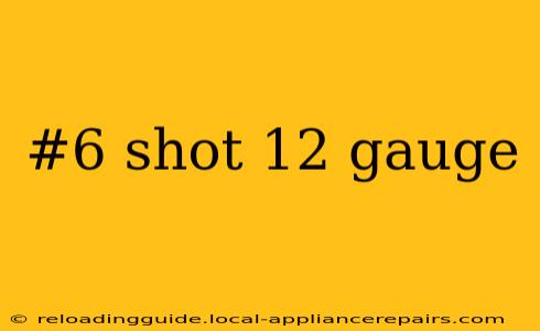 #6 shot 12 gauge