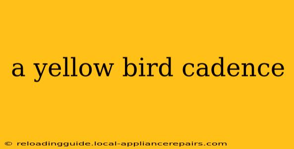 a yellow bird cadence