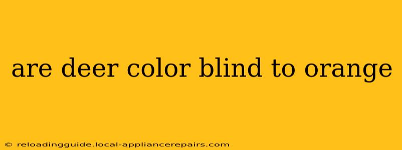 are deer color blind to orange