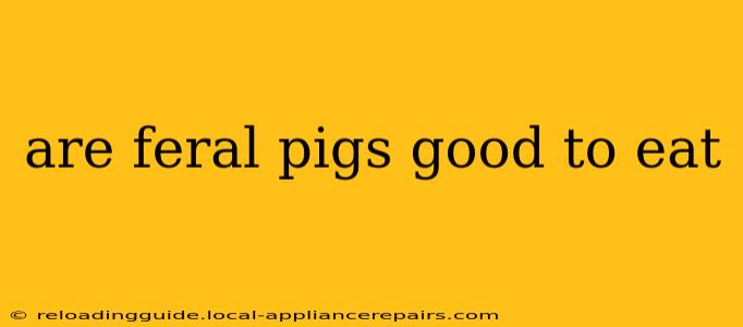 are feral pigs good to eat