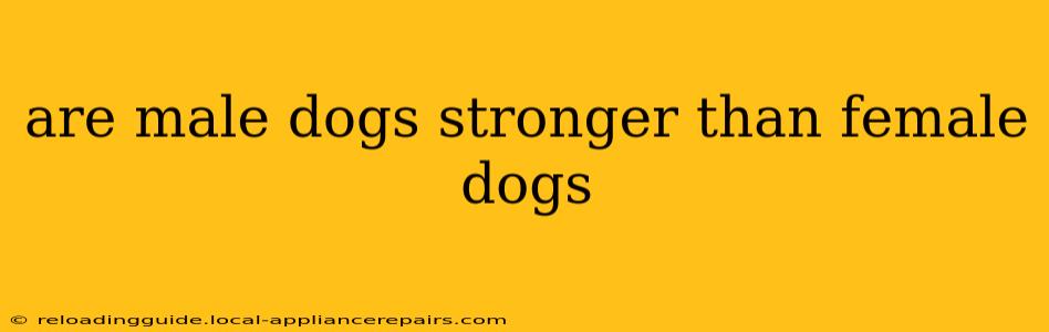 are male dogs stronger than female dogs