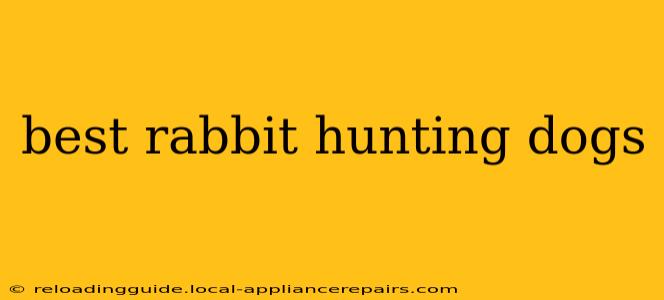 best rabbit hunting dogs