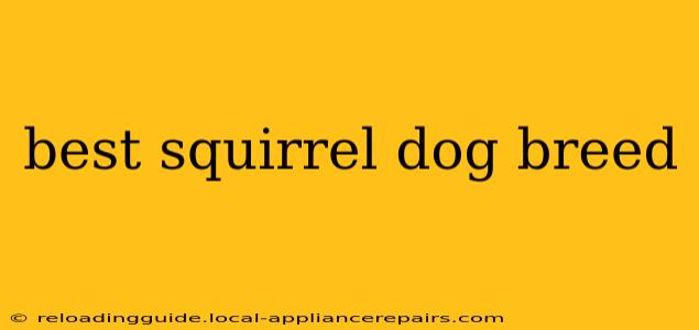 best squirrel dog breed