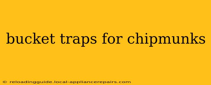 bucket traps for chipmunks