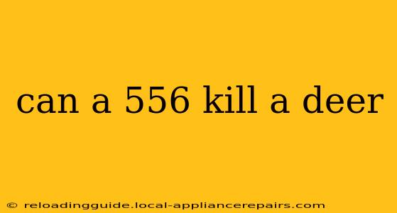 can a 556 kill a deer