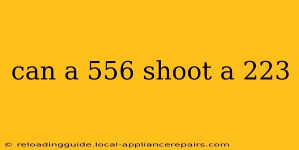 can a 556 shoot a 223