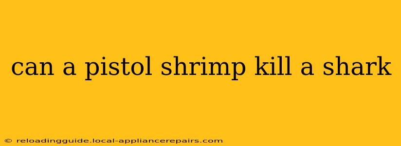 can a pistol shrimp kill a shark