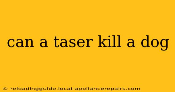 can a taser kill a dog