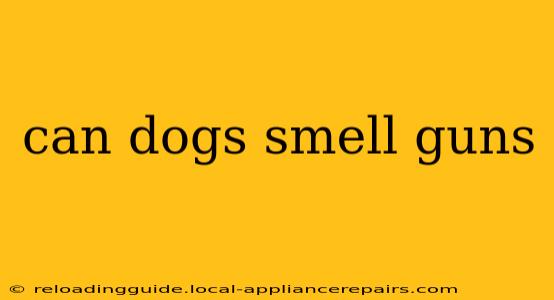 can dogs smell guns