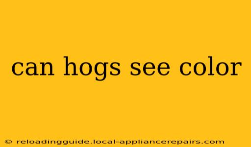 can hogs see color