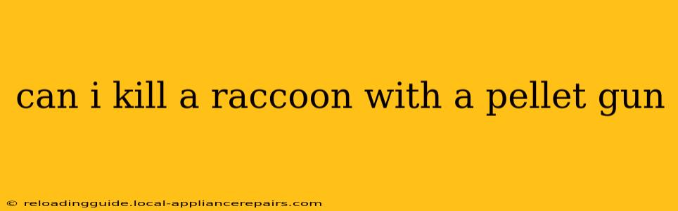 can i kill a raccoon with a pellet gun