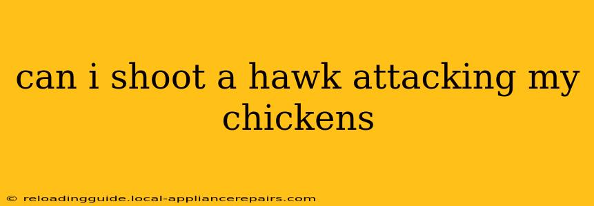 can i shoot a hawk attacking my chickens