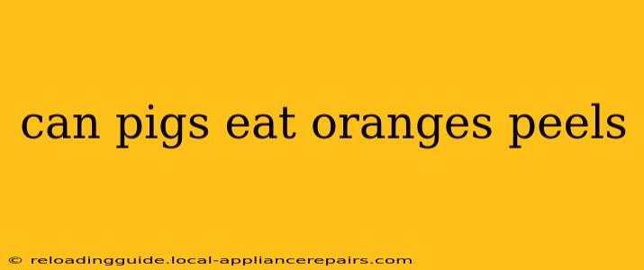 can pigs eat oranges peels