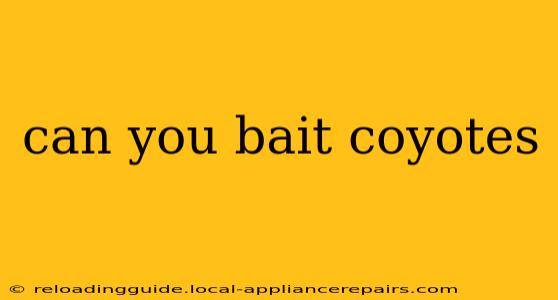 can you bait coyotes