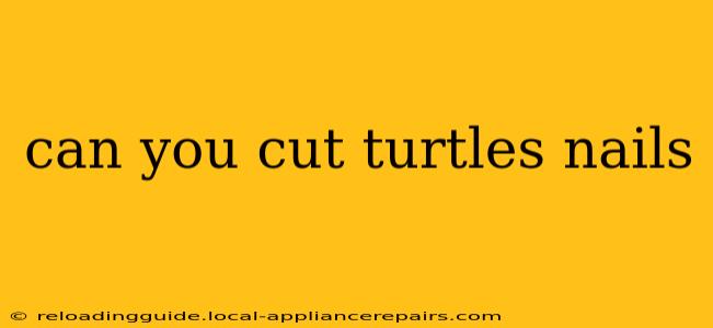 can you cut turtles nails