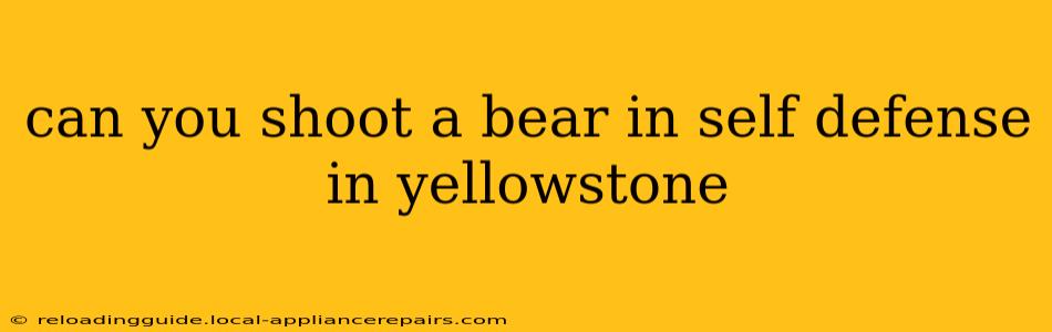 can you shoot a bear in self defense in yellowstone