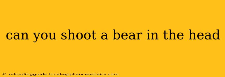 can you shoot a bear in the head