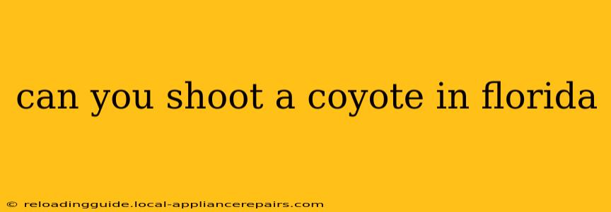 can you shoot a coyote in florida