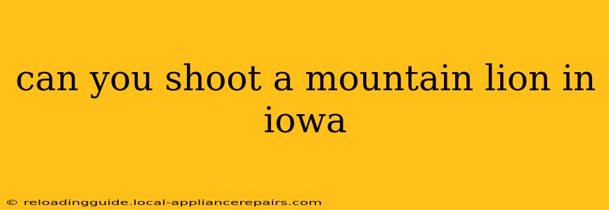 can you shoot a mountain lion in iowa