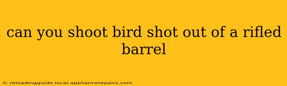 can you shoot bird shot out of a rifled barrel