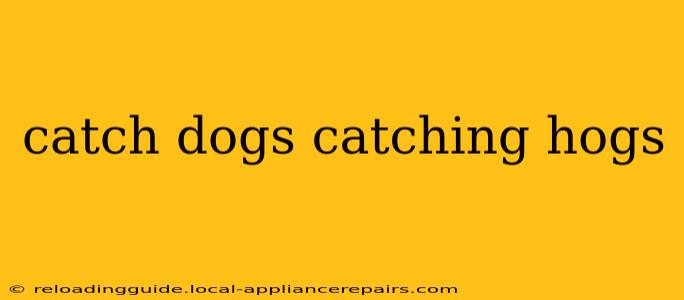 catch dogs catching hogs