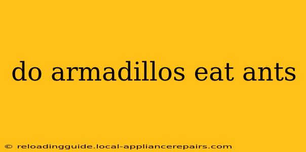 do armadillos eat ants