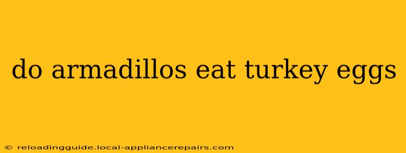 do armadillos eat turkey eggs