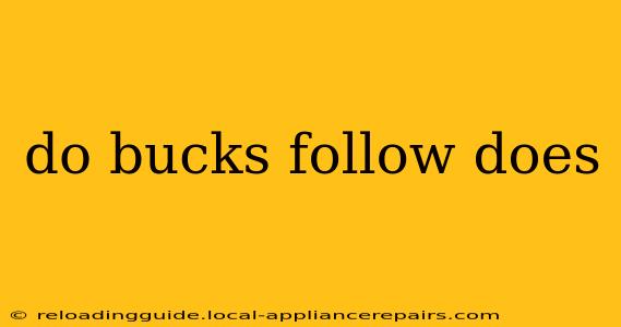 do bucks follow does