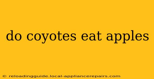 do coyotes eat apples