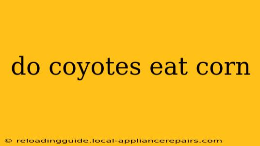 do coyotes eat corn