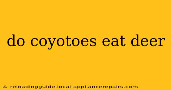 do coyotoes eat deer