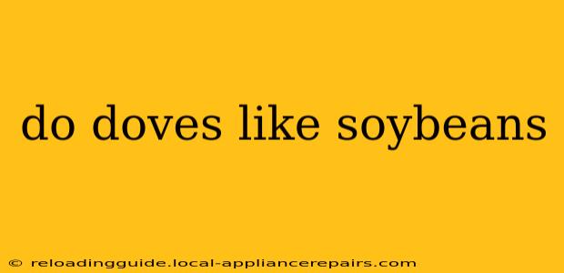 do doves like soybeans