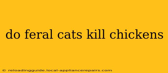 do feral cats kill chickens