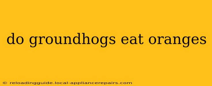 do groundhogs eat oranges