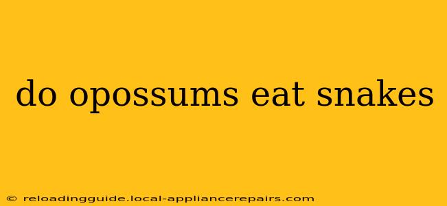 do opossums eat snakes