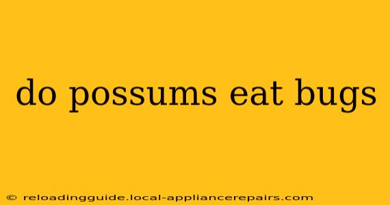 do possums eat bugs