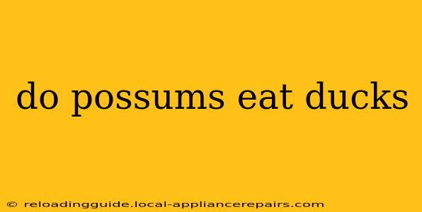 do possums eat ducks