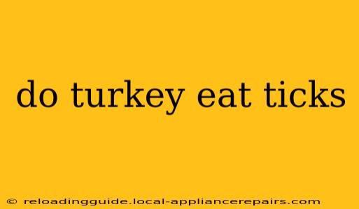 do turkey eat ticks