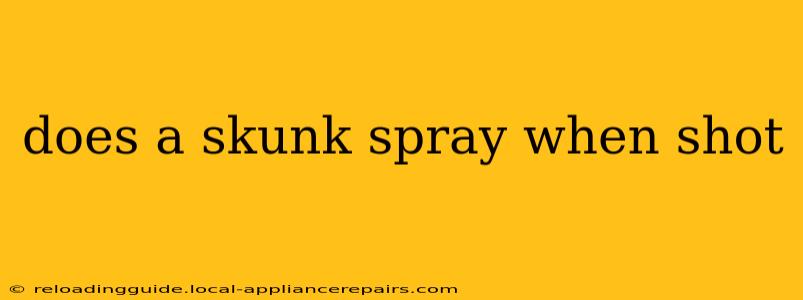 does a skunk spray when shot