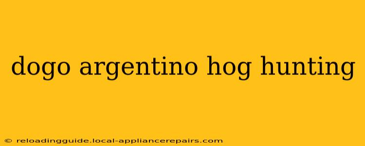 dogo argentino hog hunting