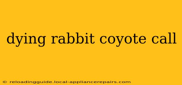 dying rabbit coyote call