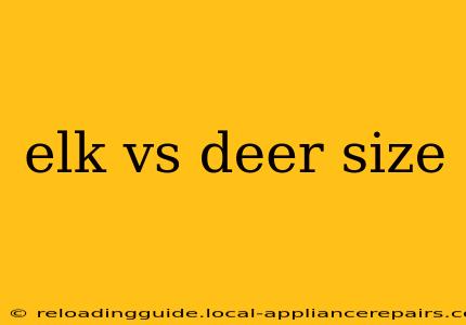 elk vs deer size