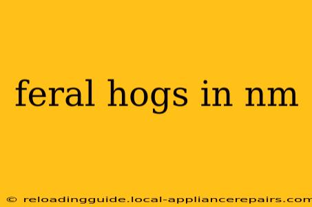 feral hogs in nm