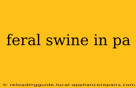 feral swine in pa