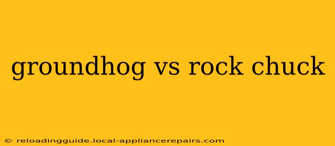 groundhog vs rock chuck