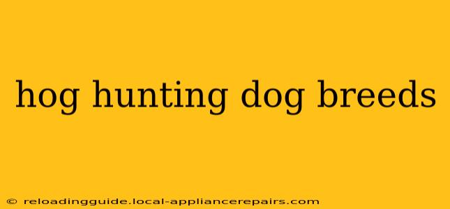 hog hunting dog breeds