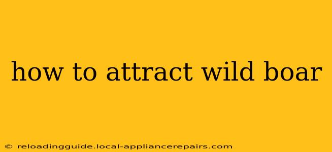 how to attract wild boar